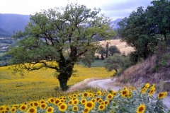 nome immagine 1